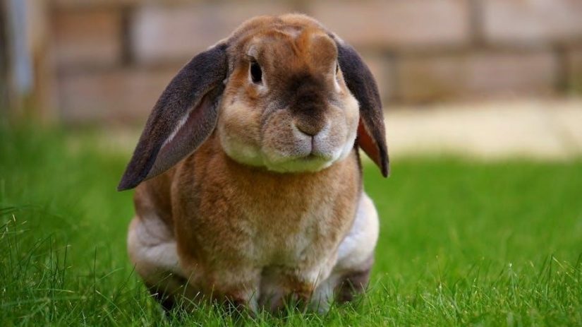 the rabbit listened pdf