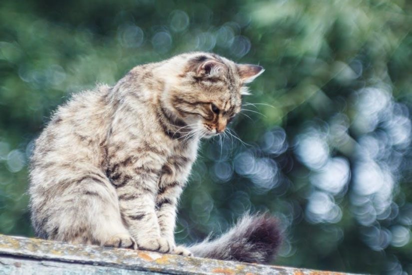 just mercy bryan stevenson pdf